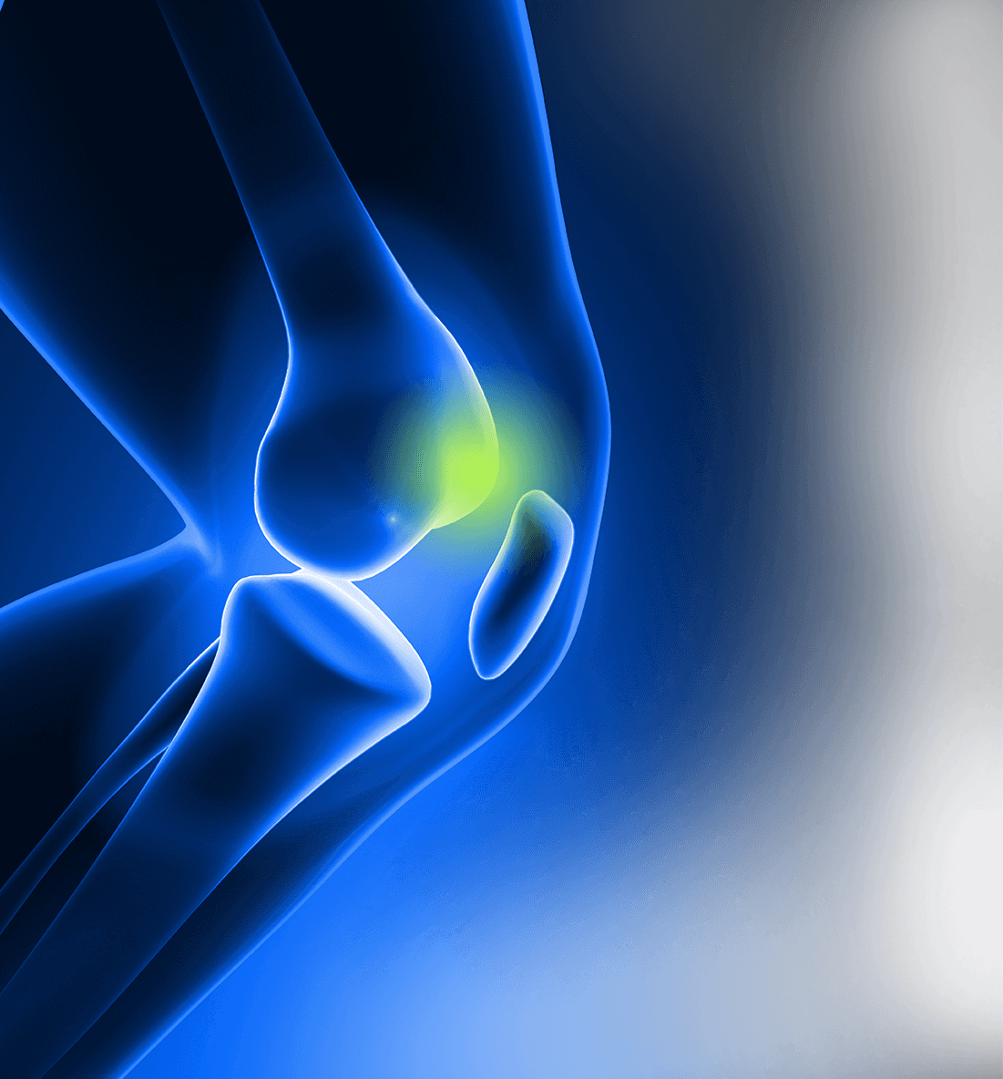 knee joint illustration